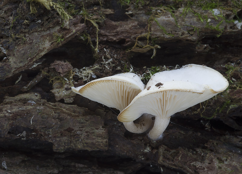 Clitocybe truncicola